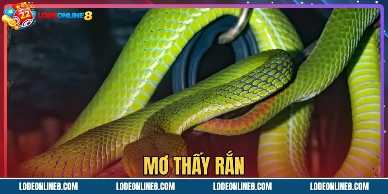 Mơ Thấy Rắn - Điềm Báo Lành Hay Dữ Và Bảng Số May Mắn