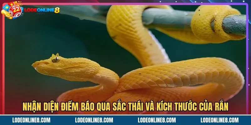 Mơ thấy rắn và ý nghĩa từ sắc thái cùng kích thước